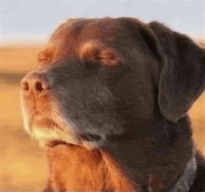 The **Dog with Eyes Closed Meme**: Unpacking the Charm of the Internet's Favorite Cooked Pup