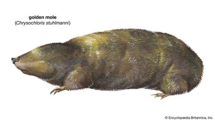 The Elusive Highveld Golden Mole: A Subterranean Marvel of Southern Africa