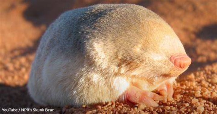 The Fynbos Golden Mole: Unearthing the Secrets of South Africa's Floral Kingdom