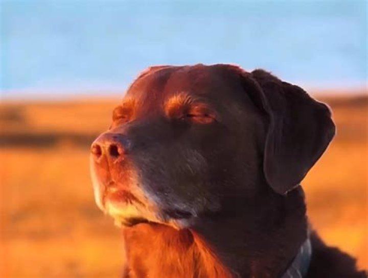 The Heartwarming Story Behind the Dog Eyes Closed Meme