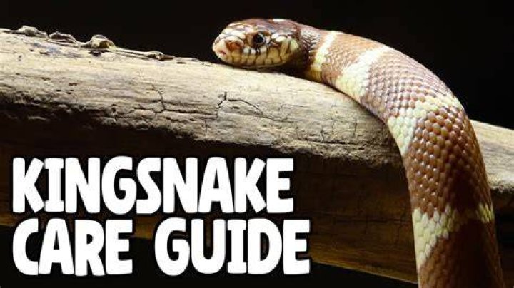 The King Snake: A Friendly Guide to Their Care and Charm