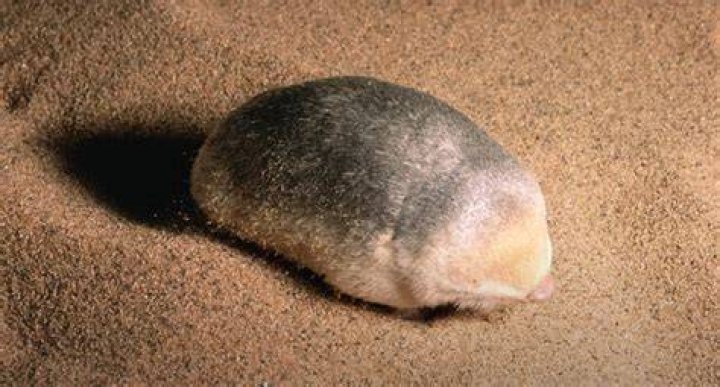 The Somali Golden Mole: A Golden Mystery of the Horn of Africa
