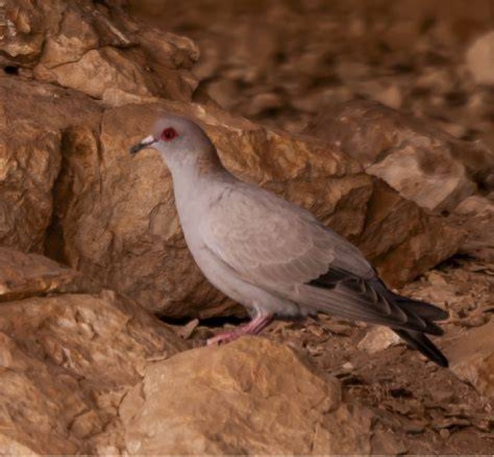 The Somali Pigeon: A Winged Ambassador of the Horn of Africa