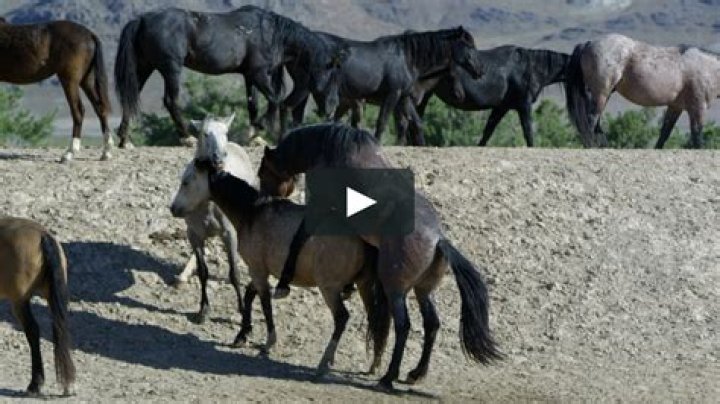Uncovering the Horse Mating Season: What You Need to Know