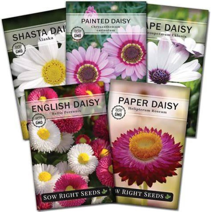 Understanding Daisy Distruction: Keeping Your Garden Just Right