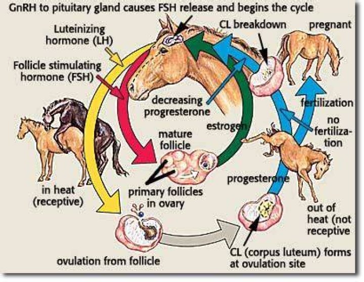 Understanding Horse Mating: A Look at Equine Breeding Steps