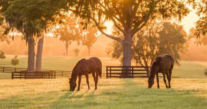 Understanding Horses Mating: A Look at Natural Instincts and Breeding Steps