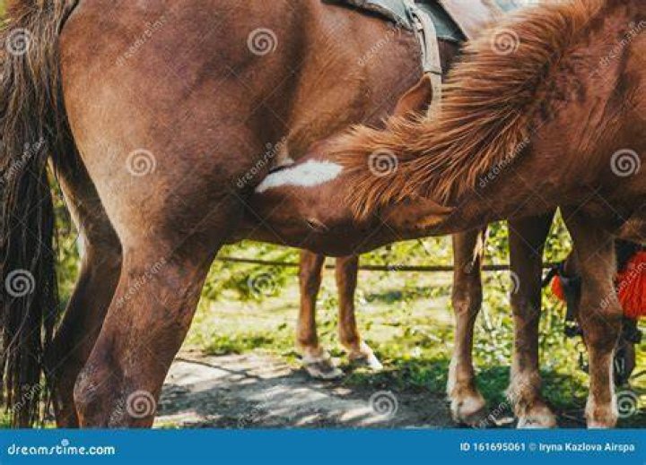 Understanding Male and Female Horse Mating: What Every Horse Enthusiast Should Know