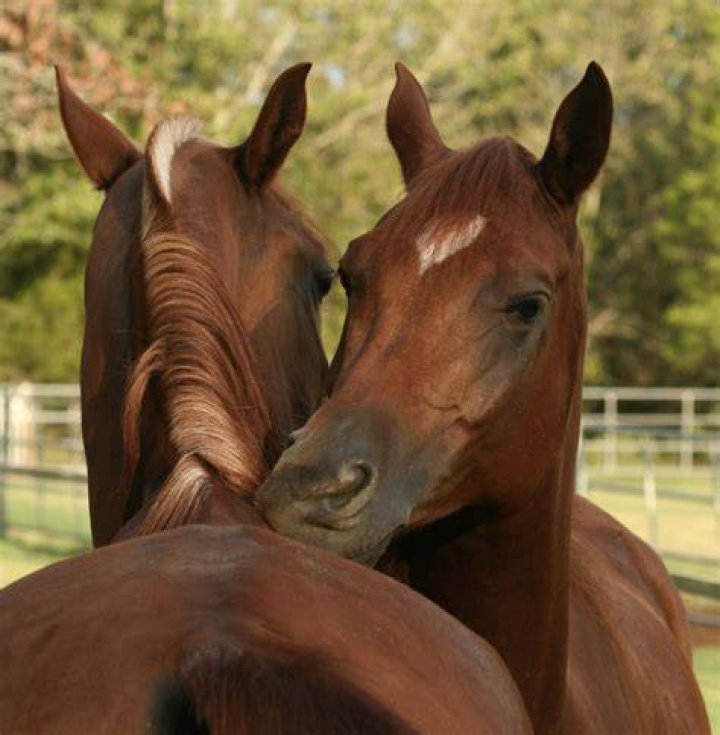Understanding Mating Horse Behavior: A Natural Look at Equine Reproduction