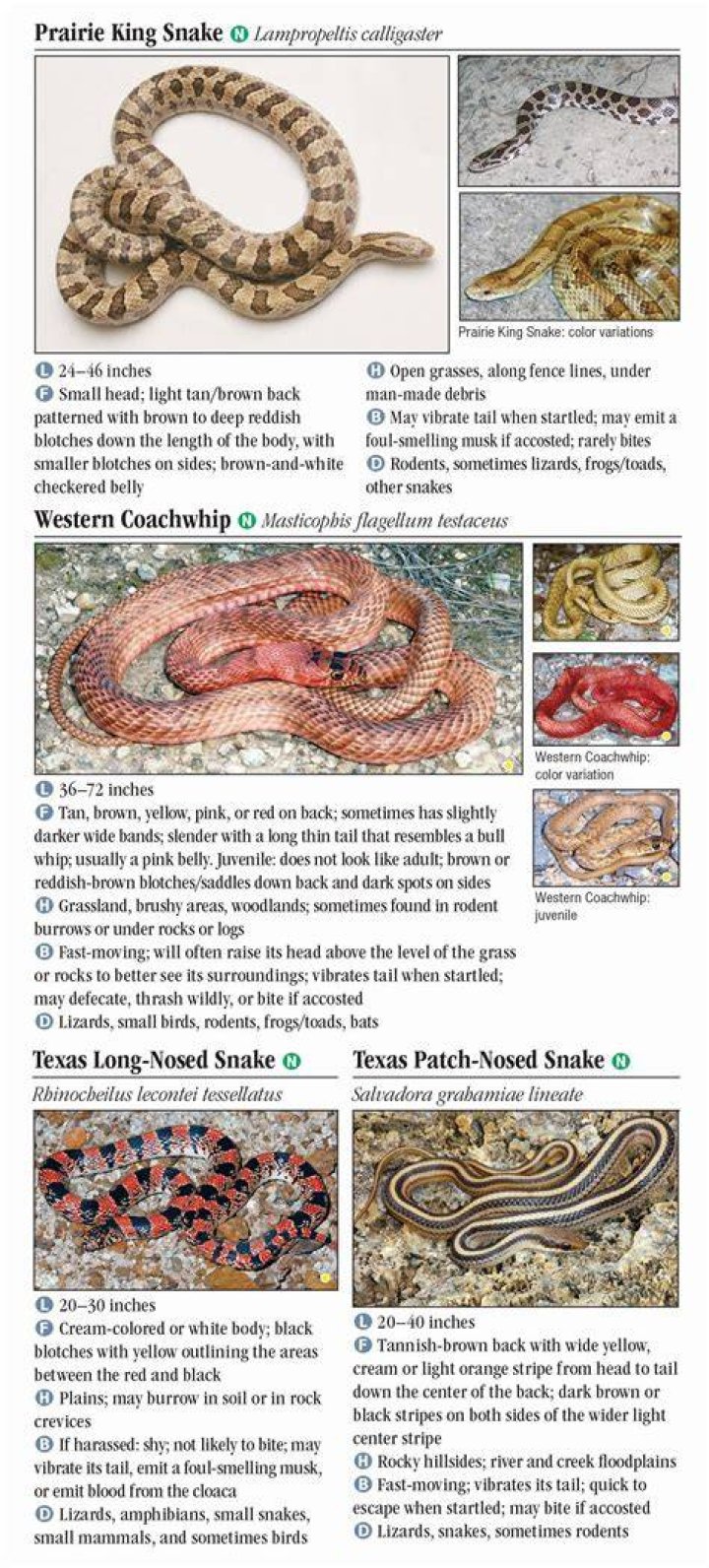 Understanding the Amazing King Snake: A Guide for Enthusiasts