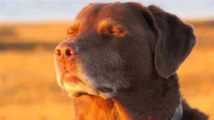 Understanding the Dog Closing Eyes Meme: A Look at Our Serene Canine Friends