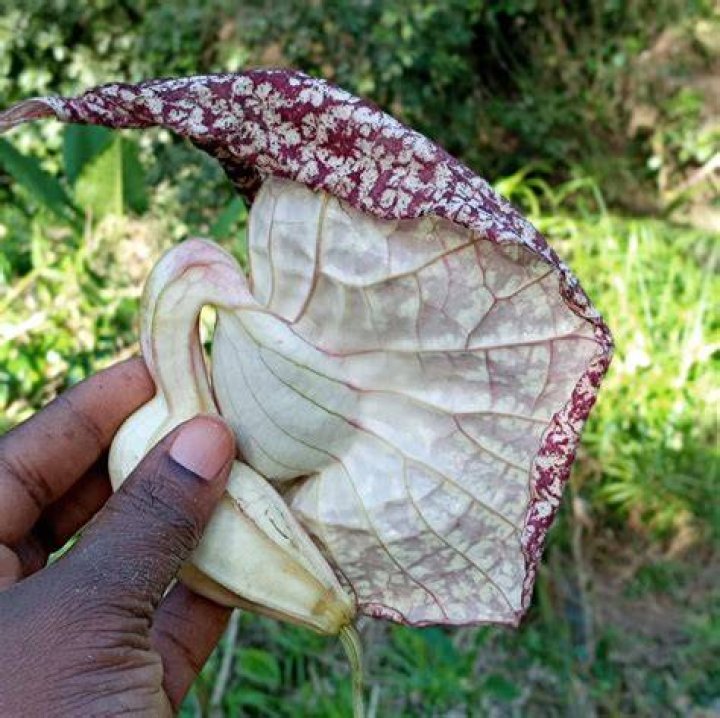 Understanding the Duck Flower: A Look at This Unique Plant