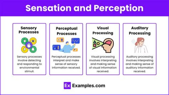 Understanding the Sone 385 Video Experience: A Look at Sound and Perception