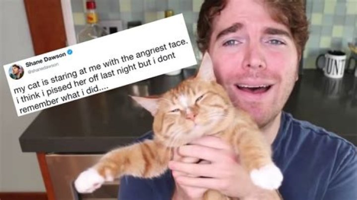 Understanding What Did Shane Dawson Do to the Cat: The Full Story