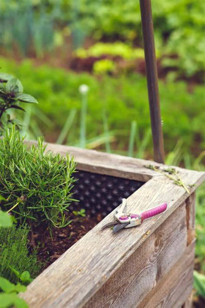 Unpacking Daisy Distruction: Keeping Your Garden's Cheer Alive