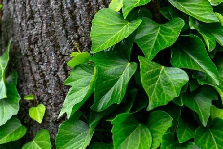 Unpacking Ivy Ireland: The Compelling Literary Pitch of a Unique Voice