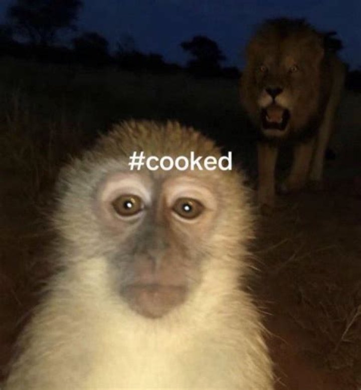 Unpacking the Monkey with Lion Behind Meme: What It Really Means Today