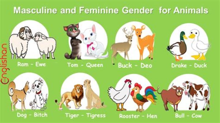 Unveiling the Female Counterpart: What is the Feminine Version of Vladimir?