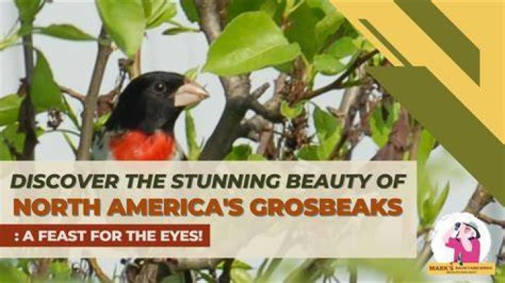 Unveiling the Majesty of Grosbeak Birds: A Comprehensive Guide