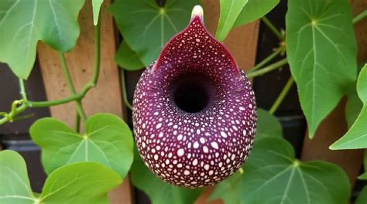 Unveiling the Mysterious Duck Flower: A Look at Nature's Unique Bloom