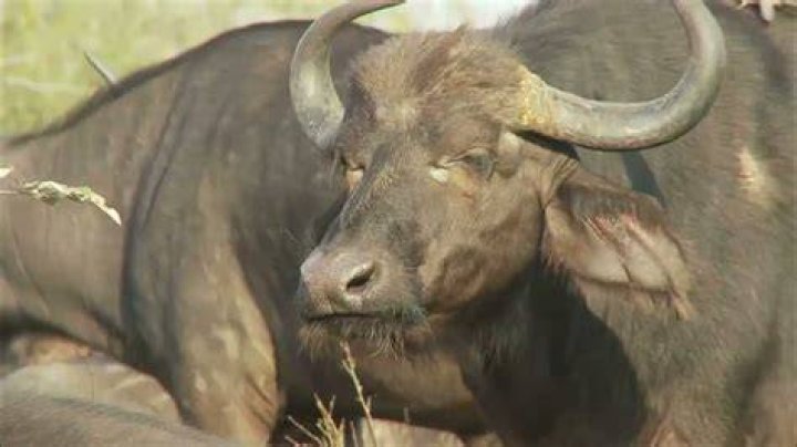 Water Buffalo: A Closer Look at These Mighty Animals