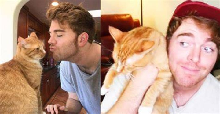 What Did Shane Dawson Do to His Cats? Revisiting a Controversial Past