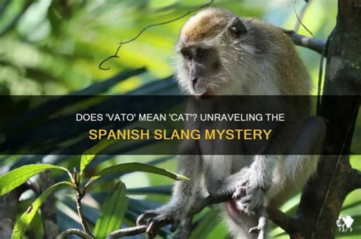 What Does M.I.A. Mean in Spanish? Unraveling the Mystery