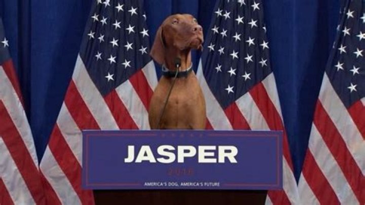 What Happened to Jasper Perino? Remembering America's Beloved Dog
