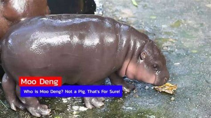 Who is Moo Deng's Father? Uncovering the Pygmy Hippo's Family Story