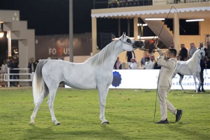 هيل - غرانت تشارلي: لمحة عن روح سباق الخيل الأصيلة في ويسكونسن